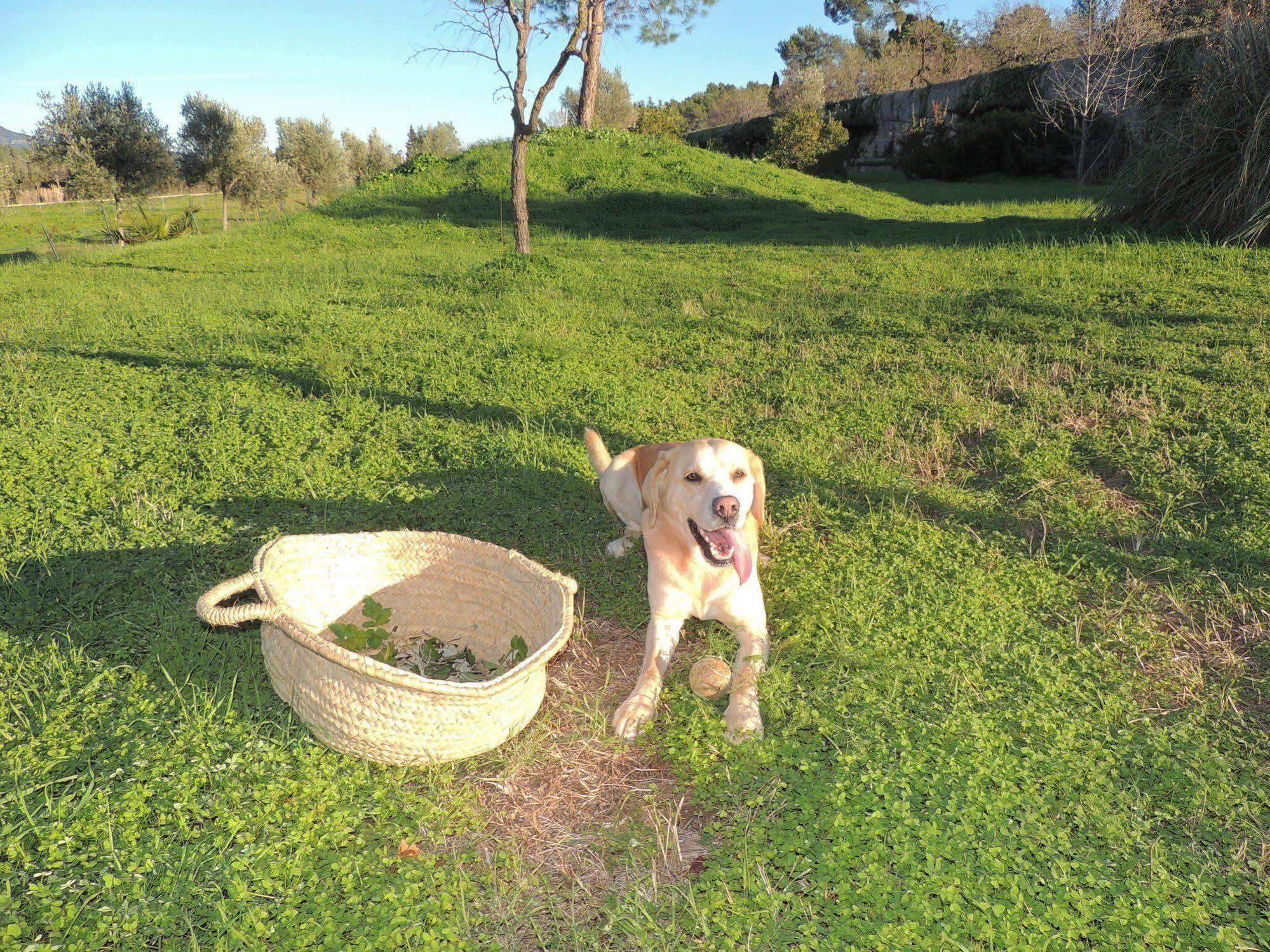 Loftotel Canet Esporles Dış mekan fotoğraf